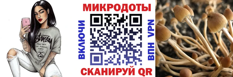 что такое   Козловка  Галлюциногенные грибы MAGIC MUSHROOMS 